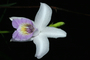 Orchidaceae - Arundina graminifolia 