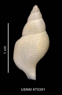 Image of Pareuthria venustula