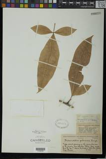 Image of Afraegle gabonensis