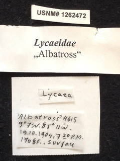 Image of Lycaea nasuta