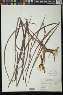 Image of Iris fernaldii