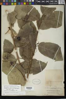 Bunchosia guatemalensis image