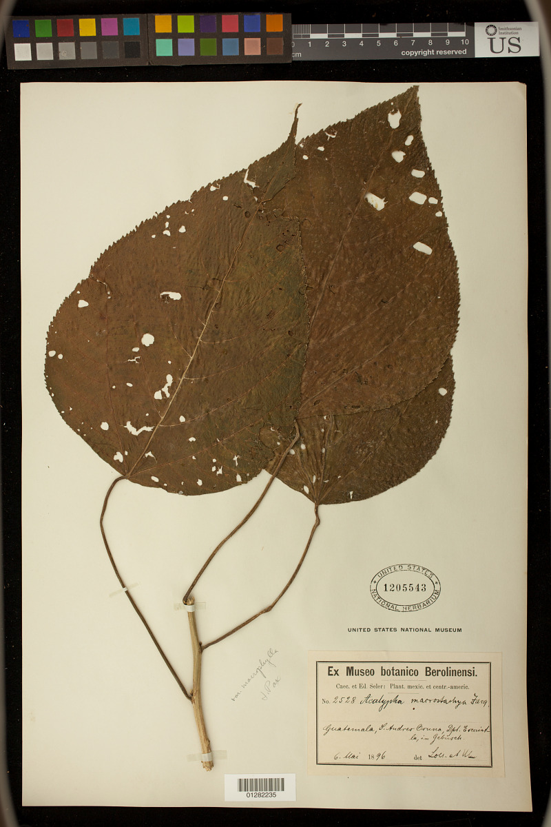 Acalypha macrostachyoides image