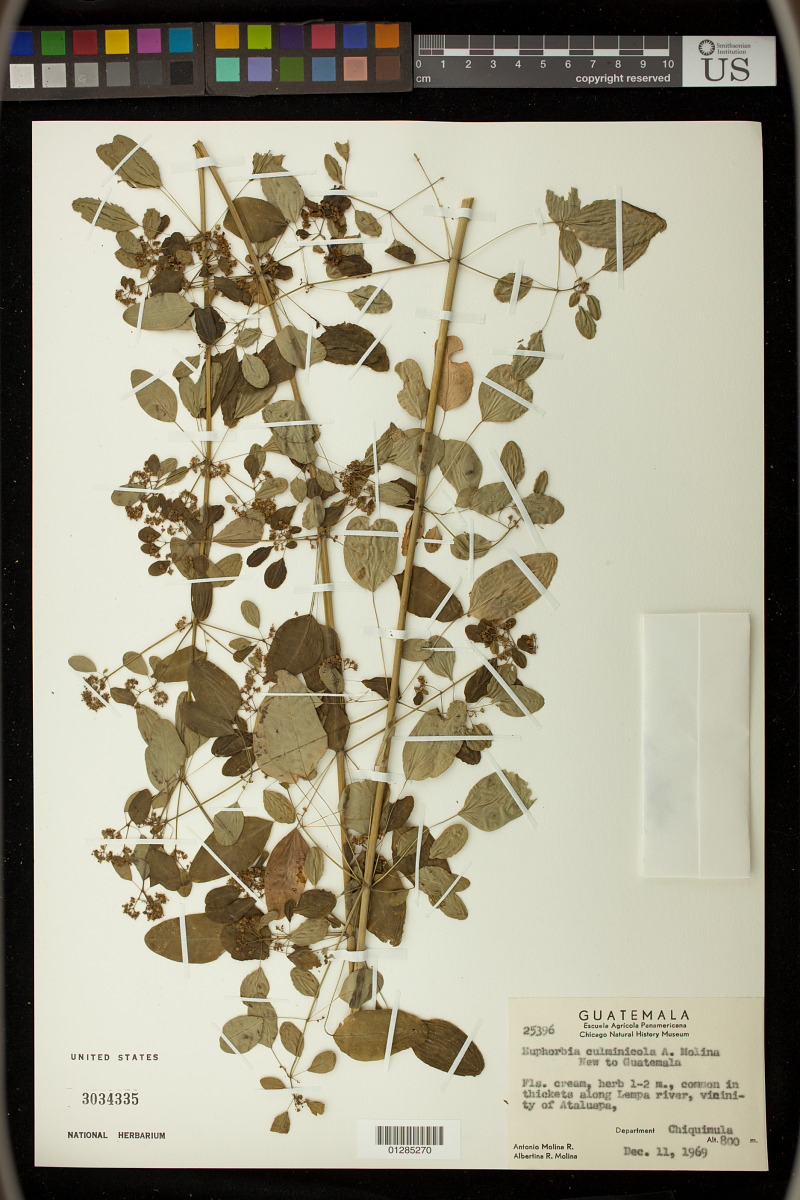 Euphorbia culminicola image