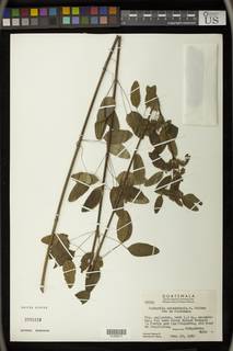 Image of Euphorbia culminicola