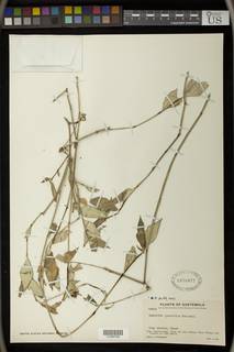 Euphorbia lancifolia image