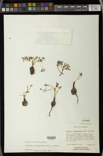 Euphorbia macropodoides image