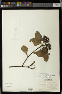 Euphorbia pteroneura image