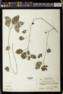 Euphorbia triphylla image