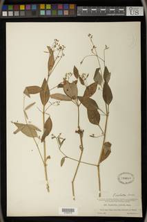 Euphorbia triphylla image