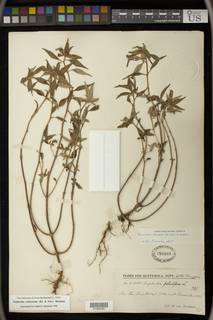 Euphorbia schiedeana image
