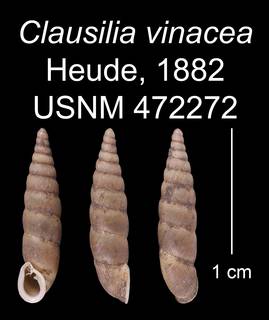 Image of Clausilia vinacea