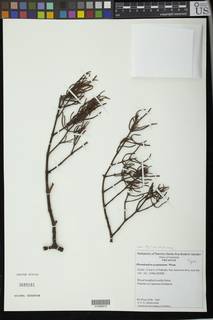 Phoradendron acuminatum image