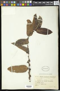 Image of Anthostema aubryanum