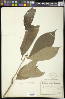 Shirakiopsis elliptica image