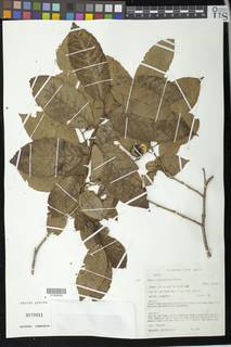 Image of Shirakiopsis trilocularis