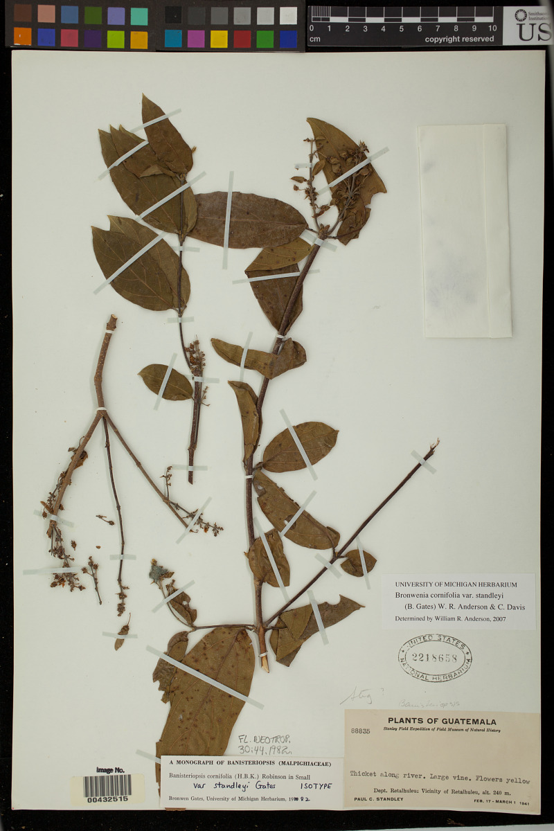 Bronwenia cornifolia var. standleyi image