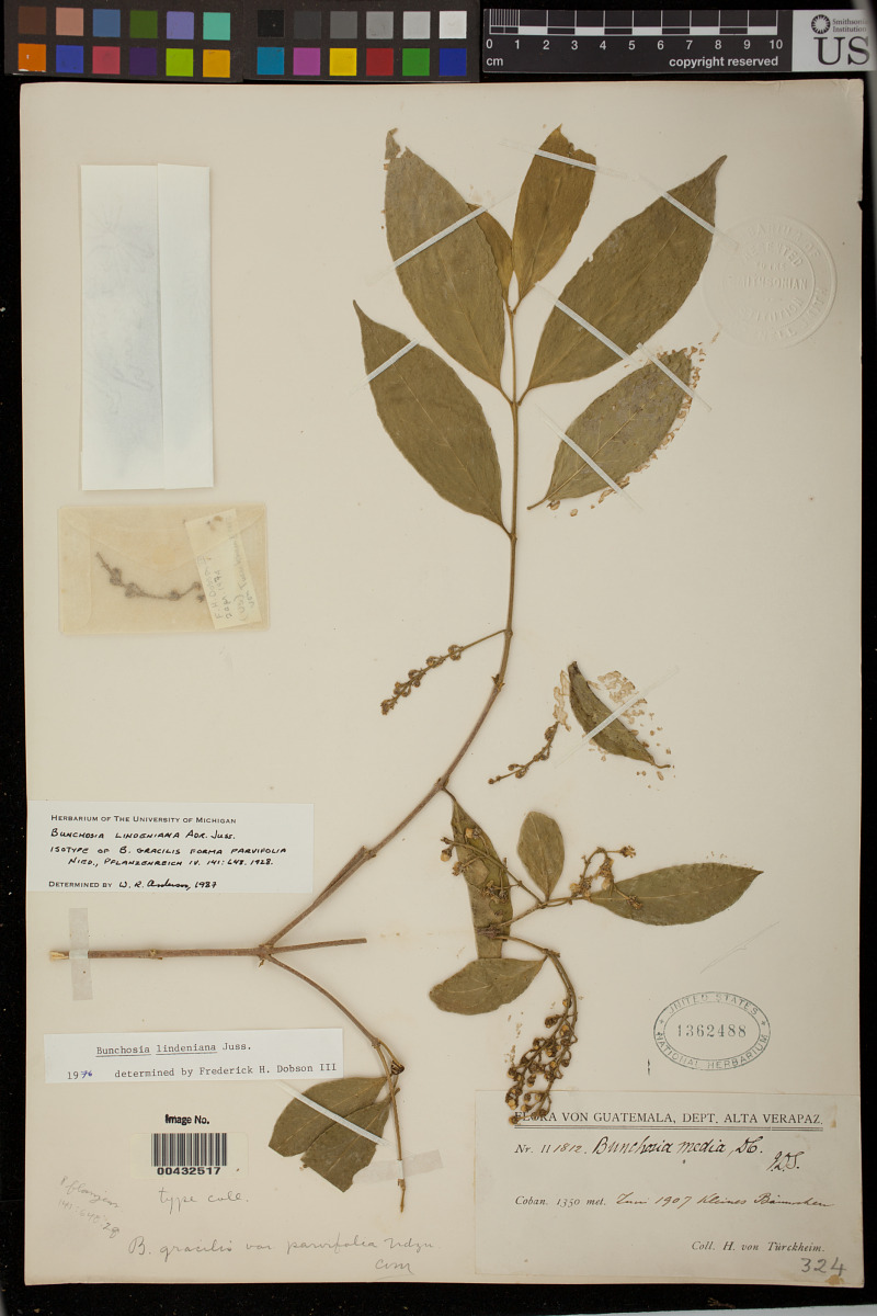 Bunchosia gracilis f. parvifolia image
