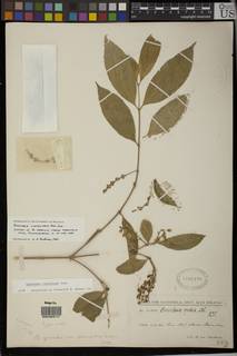 Bunchosia gracilis image