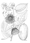 Passifloraceae - Passiflora quadrangularis 