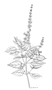 Lamiaceae - Ocimum basilicum 