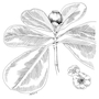 Clusiaceae - Clusia rosea 