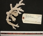 Acropora acuminata image