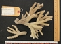 Acropora acuminata image