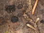 Polydesmia lichenis image