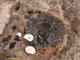 Polydesmia lichenis image