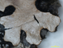 Rinodina azulensis image