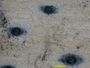 Pyrenula cinerella image