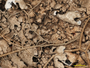 Austroparmelina conlabrosa image