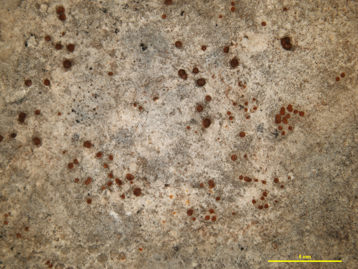 Protoblastenia lilacina image