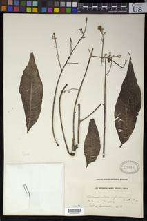 Ricinodendron heudelotii var. africanum image