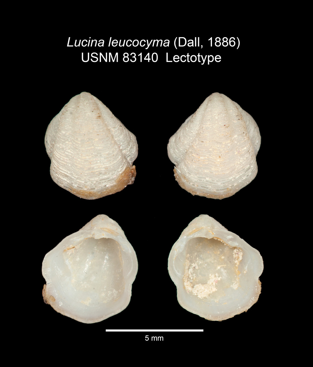 Lucina leucocyma image