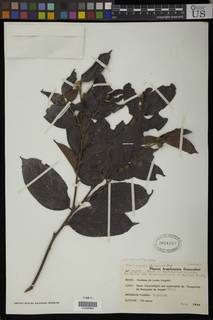 Chaetocarpus africanus image