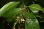 Nyctaginaceae - Ceodes umbellifera 