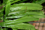 Microsorum musifolium image