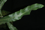 Pyrrosia splendens image