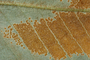 Pyrrosia splendens image
