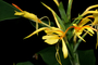 Zingiberaceae - Hedychium gardnerianum 
