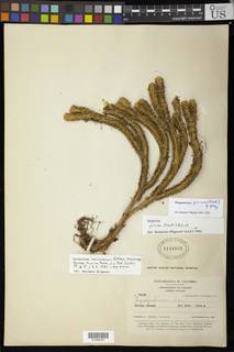 Image of Phlegmariurus coriacea
