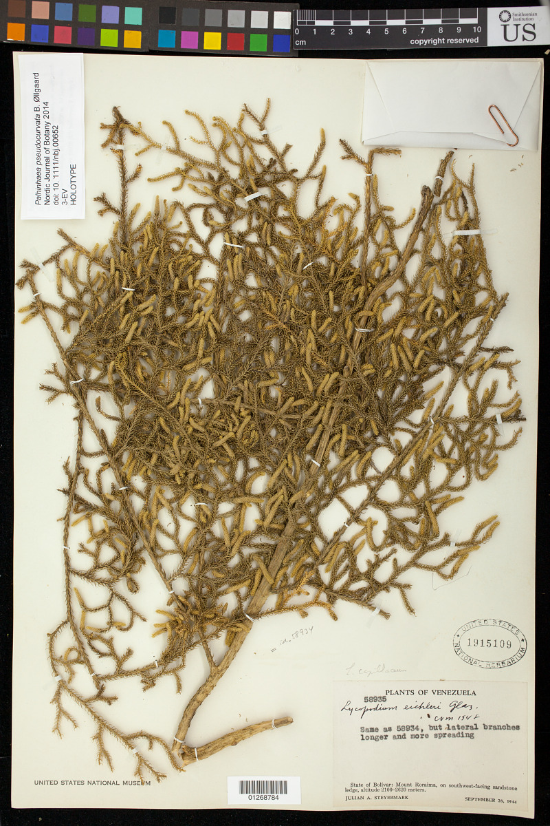 Palhinhaea pseudocurvata image
