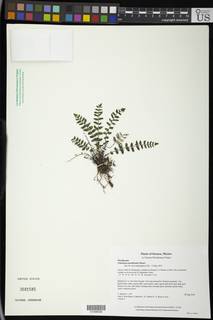 Notholaena meridionalis image