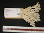 Acropora cytherea image