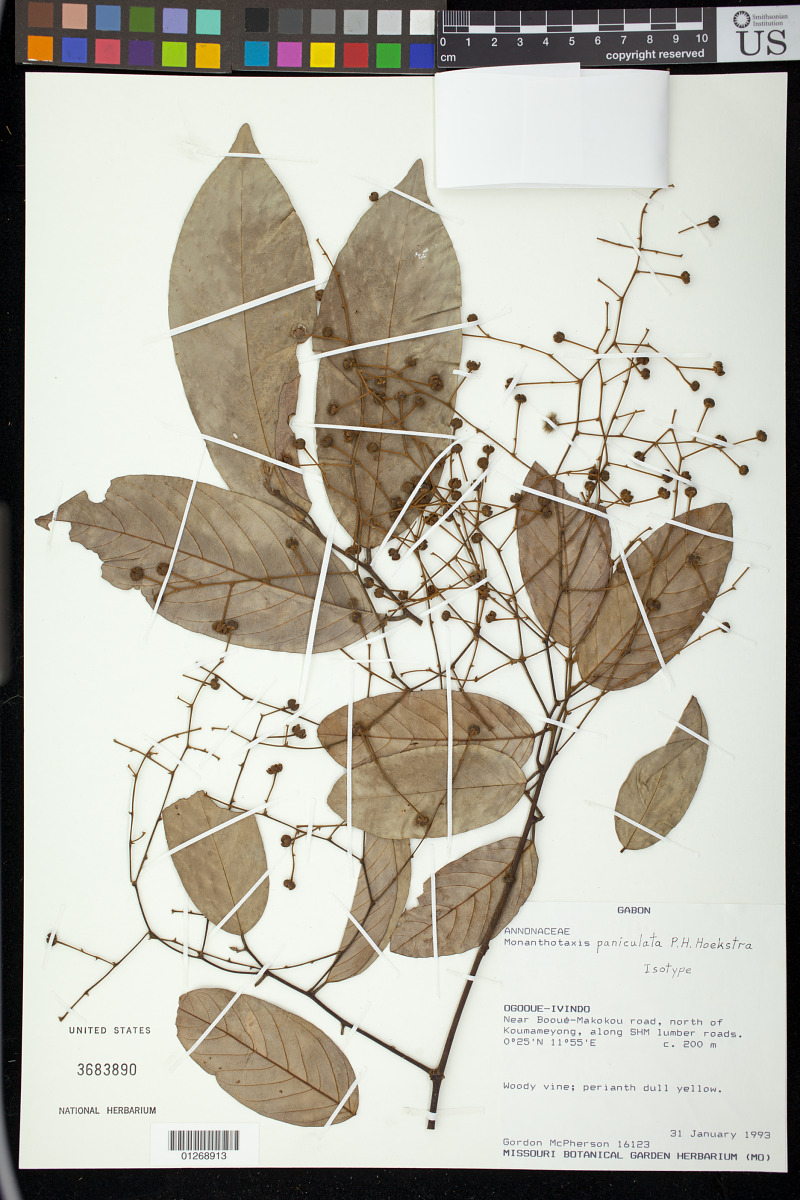 Monanthotaxis paniculata image