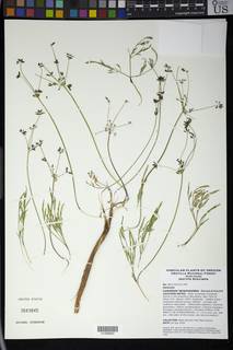 Image of Lomatium tarantuloides
