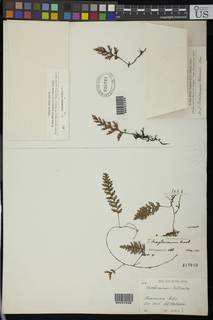 Crepidomanes draytonianum image