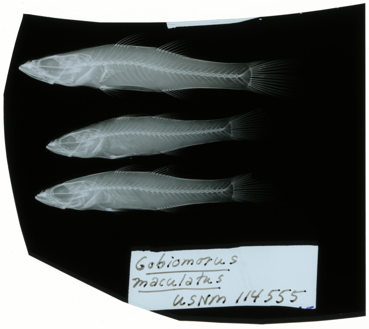 Gobiomorus maculatus image
